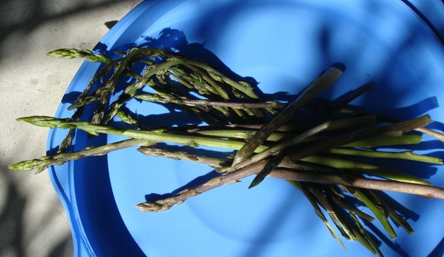 [wild asparagus_1_1[2].jpg]
