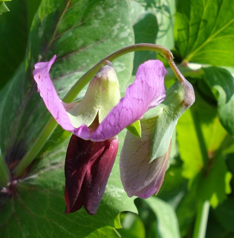 [mangetout flower1_1[3].jpg]