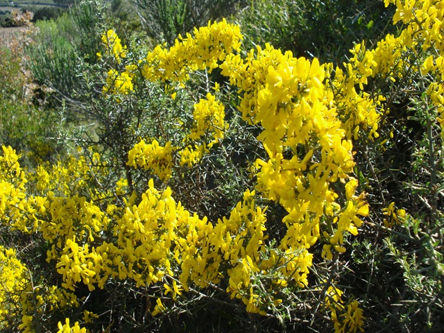 [Genista hirsuta_1_1[3].jpg]