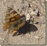moth 1