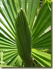 palm leaf_1_1