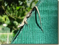lizard on gate_1_1