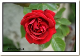 Rose 1 Rose 1