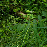 Nature Hike 6/6/10
