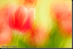 Blog_20100215_2 Blog_20100215_2