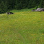 Abandoned shepherds cottages (Mala Fatra National Park, Slovakia)