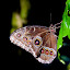 Niagara Falls Butterfly Conservatory