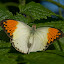 Niagara Falls Butterfly Conservatory