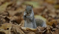 [8squirrel550[4].jpg]