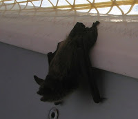 2007 Fleet / Mac_07-On Turning Point_ a hitchhiking bat.jpg 2007 Fleet / Mac_07-On Turning Point_ a hitchhiking bat.jpg