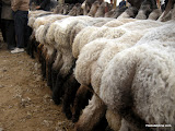 Ovejas ensenyando los culetes. Debe ser un signo de calidad del animal. Si fueran mujeres, lo seria. Glups! perdon...