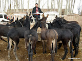 El vendedor de burros, todos ellos nuevos y preciosos. Uno esta un poco cachondo.