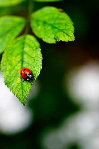 [ladybug11.jpg]