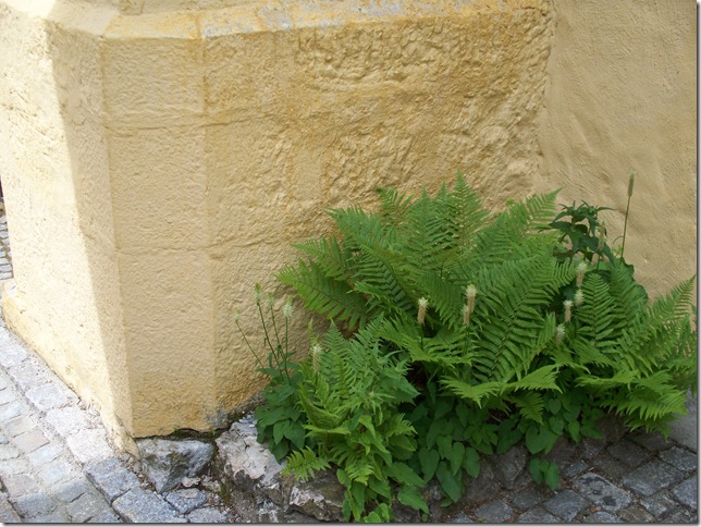 Plant Hohenschwangau