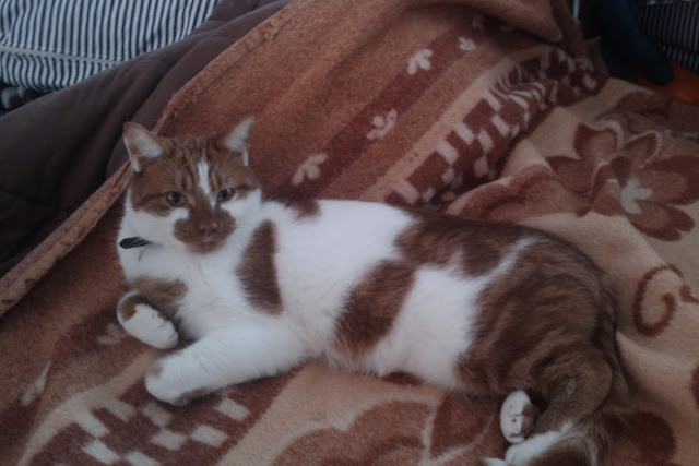 chat