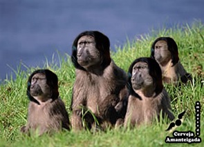 snape babuinos bobocas balbuciando em bando