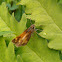 Hobomok Skipper
