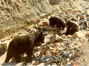 [BearsinGarbageDump[3].jpg]
