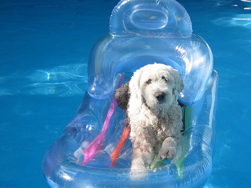 [dog pool2[3].jpg]