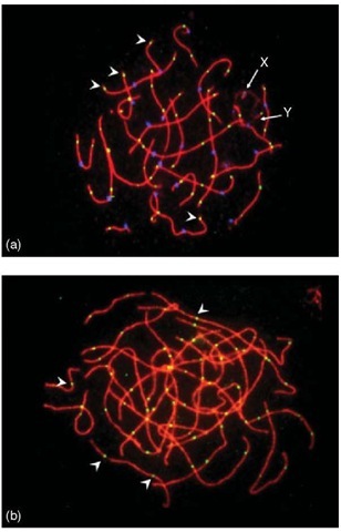 MLH1 foci on SCs of spermatocyte (left) and oocyte (right). Note the near-telomere preference in the spermatocyte and the higher number of foci in the oocyte 