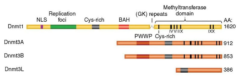 Structure and motif organization of mammalian DNA cytosine methyltransferases. Dnmt3L is expressed specifically in germ cells and is responsible for guiding Dnmt3A and Dnmt3B to target sequences. See Goll and Bestor (2005) for more information 
