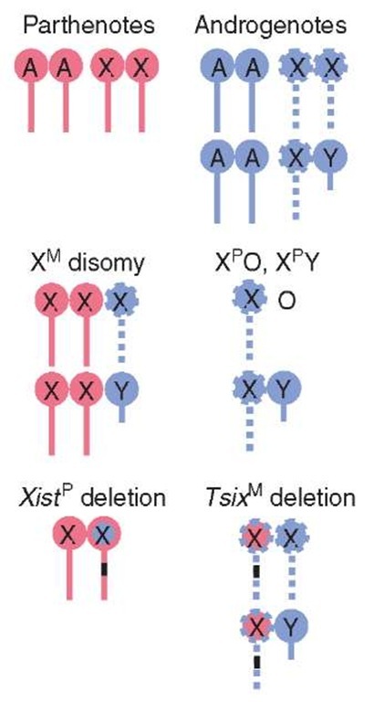 Imprinted XCI in various mouse embryos. Red and blue are maternal (M) and paternal (P) chromosomes, respectively (autosomes: A, X chromosome: X). Solid lines are active and dashed lines are inactive Xs. Black bar indicates deletion 