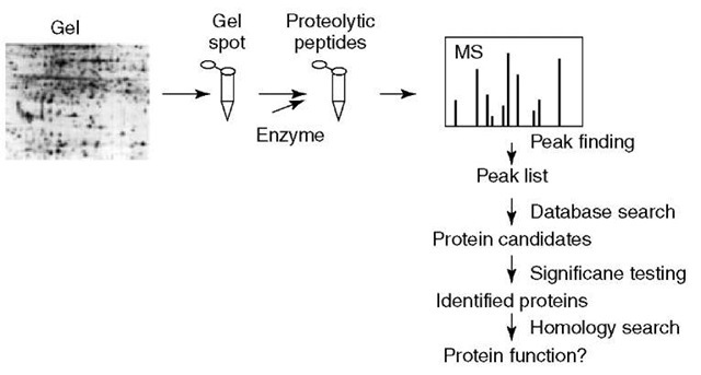 Protein fingerprinting is typically performed by first separating the proteins followed by enzymatic digestion and mass analysis. The raw mass spectra are subsequently analyzed to obtain a list of peptide masses. This peptide mass map is then searched against a protein sequence collection and the significance of each protein candidate is tested 