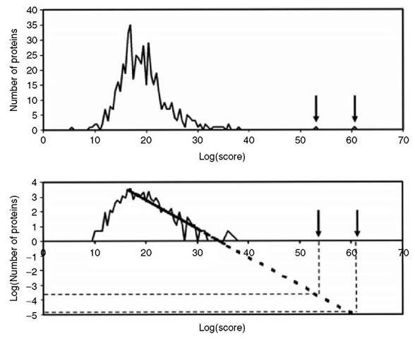 An example of the distribution of scores for random and false identifications for a peptide mass fingerprinting search with ProFound (Zhang and Chait, 2000). The distribution is an extreme value distribution, having a linear tail when plotted on a log-log scale. The expectation value of high-scoring protein sequences is estimated by extrapolation 