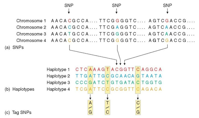 SNPs, haplotypes, and tag SNPs. (a) SNPs. Shown is a short stretch of DNA from four versions of the same chromosome region in different people. Most of the DNA sequence is identical in these chromosomes, but three bases are shown where variation occurs. Each SNP has two possible alleles; the first SNP in panel a has the alleles C and T. (b) Haplotypes. A haplotype is made up of a particular combination of alleles at nearby SNPs. Shown here are the observed genotypes for 20 SNPs that extend across 6000 bases of DNA. Only the variable bases are shown, including the three SNPs that are shown in panel a. For this region, most of the chromosomes in a population survey turn out to have haplotypes 1-4. (c) Tag SNPs. Genotyping just the three tag SNPs out of the 20 SNPs is sufficient to identify these four haplotypes uniquely. For instance, if a particular chromosome has the pattern A-T-C at these three tag SNPs, this pattern matches the pattern determined for haplotype 1. Note that many chromosomes carry the common haplotypes in the population.