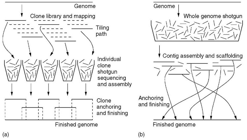 Diagrammatic representation of clone-by-clone sequencing (a) and whole genome shotgun sequencing (b) 