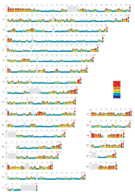 A color-coded compositional map of human chromosomes, representing 100kb moving window plots that scan the human genome sequence. Color codes span the spectrum of GC levels in five steps, from ultramarine blue (GC-poorest isochores) to scarlet red (GC-richest isochores). Gray vertical lines correspond to the gaps present in the euchromatic part of the chromosomes. 