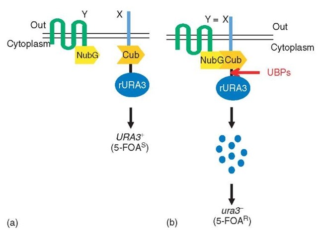 The rUra3-based membrane YTH system: (a) A membrane protein (X) under investigation is expressed as a fusion to the Cub domain, which is fused to a destabilized version of the Ura3 protein (rUra3). The NubG domain is linked to the membrane protein Y. If X and Y do not interact, there is no ubiquitin reconstitution and thus no UBP-mediated cleavage, resulting in yeast cells that contain Ura3 activity and thus die (5-FOAS) on medium containing 5-fluoro-orotic acid (5-FOA), a toxic metabolite of the Ura3 enzyme. (b) If the X and Y proteins interact, the Cub and NubG domains are brought into close proximity, where they reconstitute an active ubiquitin. Cleavage by UBPs then releases rUra3 from the Cub fusion. The cleaved rUra3 is targeted for rapid destruction by the enzymes of the N-end rule to yield cells that are uracil auxotrophs (ura3) and 5-FOA resistant (5-FOAR) 