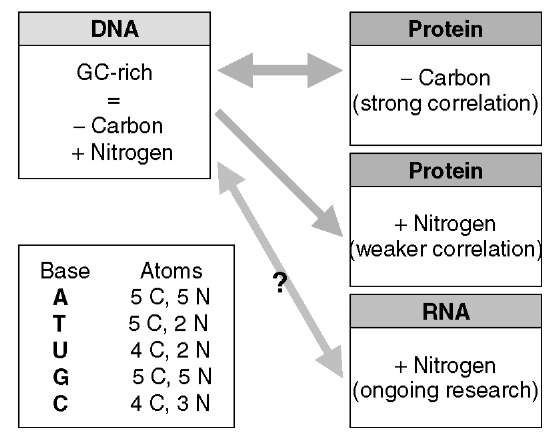 Schematic representation of the relationships between carbon and nitrogen contents of the three main biopolymer classes. The carbon (C) and nitrogen (N) compositions of adenine (A), thymine (T), uracil (U), guanine (G) and cytosine (C) are indicated in the lower left-hand corner. Statistics on the correlations between genomic GC contents and proteomic nitrogen and carbon contents can be found in Baudouin-Cornu et al., 2004 and Bragg and Hyder, 2004. See text for more details 