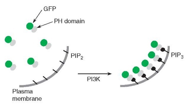 A conventional method for imaging PIP3 accumulation at the plasma membrane. This reporter is a fusion protein of GFP and a PH domain that specifically recognizes PIP3 