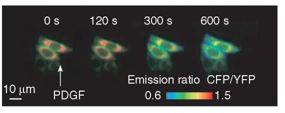 Response of fllip-em to PIP3 at the endomembranes upon PDGF stimulation. Figure shows pseudocolor images of the CFP/YFP emission ratio before (time 0 s) and at 120, 300, 600 s after the addition of 50 ng mL-1 PDGF, obtained from the CHO-PDGFR cells expressing fllip-em. Blue shift in the CFP/YFP emission ratio indicates the production of PIP3 at the endomembranes 