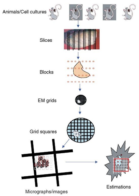 Sampling hierarchy. Quantitative estimations using electron microscopy are carried out on microscope viewing-screen images or micrographs of thin-sectioned material. These represent very small samples of the organ/tissue/cells from individual animals or cell cultures. The problem faced is how to sample slices, blocks, EM grids, EM grid holes, and micrographs, so that the estimations contain fair estimates of the parameters required. An absolute necessity is random selection of the items at each level of the sampling hierarchy. Increases in efficiency can be obtained from a systematic array of samples that is applied randomly. In the case shown here the organ has been systematically sampled first with slices and then as EM blocks. Sections from these blocks are sampled at a randomly selected=