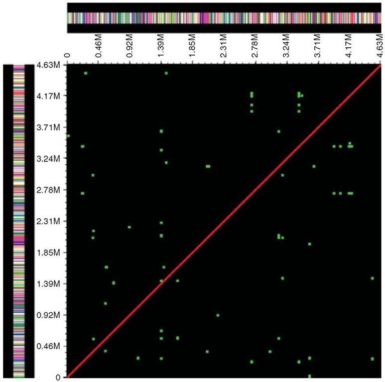 MUMmer output. This illustrates MUMmer displaying the E. coli genome against itself, highlighting the presence of short inverted repeats. For this display, the minimum sensitivity is 100 bp. A red dot indicates an alignment in the same direction, and a green dot for the opposite direction. The multicolored bars on each side show the gene density for the chromosome, each colored bar representing one gene 