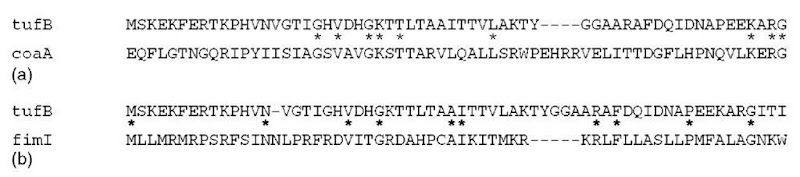 (a) A fragment of an alignment of two distantly related homologous sequences (tufB and coaA). (b) A fragment of an alignment of two unrelated sequences (tufB and fimI). Asterisks indicate residues identical between the two sequences