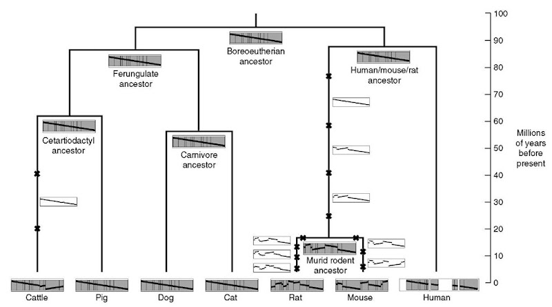 Mammalian X chromosome phylogeny. The arrangements of 11 homologous syntenic blocks, identified on the X chromosome of seven contemporary mammalian genomes (human, mouse, rat. cat. dog. pig. and cattle), are shown at the bottom of the tree. Blocks are drawn proportionally to their size in human and gaps are only shown in human to display coverage. A diagonal line traverses the blocks to show their order and orientation relative to human. The top of the tree exhibits the putative X chromosome ancestors in a most parsimonious inversion scenario as recovered by MGR (Bourque and Pevzner. 2002). The occurrence of an inversion is shown with a small cross on a branch of the tree but the exact timing of events on that branch is unknown. Hypothetical intermediate X chromosomes on a path are displayed using a white background. Data adapted from Murphy et al. (in press) 