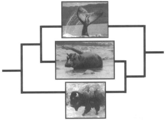 Possible phylogenetic relationships among Cetacea (top) and artiodactyl ungulates—hippopotamuses (middle) and ruminants (bottom). Molecular data support the relationship on the left, and gross anatomical comparisons imply the relationship on the right. Molecular data suggest that cetaceans and hippopotamuses share aquatic specializations that may be further evidence of their close phylogenetic kinship. 