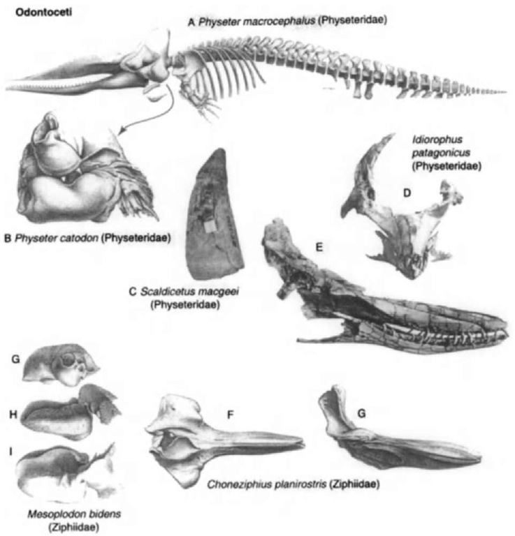 Odontocete cetaceans. Skeleton and ear bones o/Physeter macrocephalus (extant, cosmopolitan), from Van Beneden and Gervais: (A) lateral view of skeleton and (B) internal view of ear bones, periotic above and tympanic bulla below. (C) Tooth of Scaldicetus macgeei (Pliocene, Australia). Skull of Idiorophus patagonicus (Miocene, Patagonia), from Lydekker (1894), (D) anterior view and (E) lateral view. Incomplete skull of Choneziphius planirostris (Miocene-Pliocene, Belgium), from Van Beneden and Gervais. (F) dorsal view and (G) lateral view. Earbones of Mesoplodon bidens (extant, Atlantic), from Van Beneden and Gervais: (H) periotic, internal; (I) tympanic bulla, internal; and (J) tympanic bulla, dorsal. 
