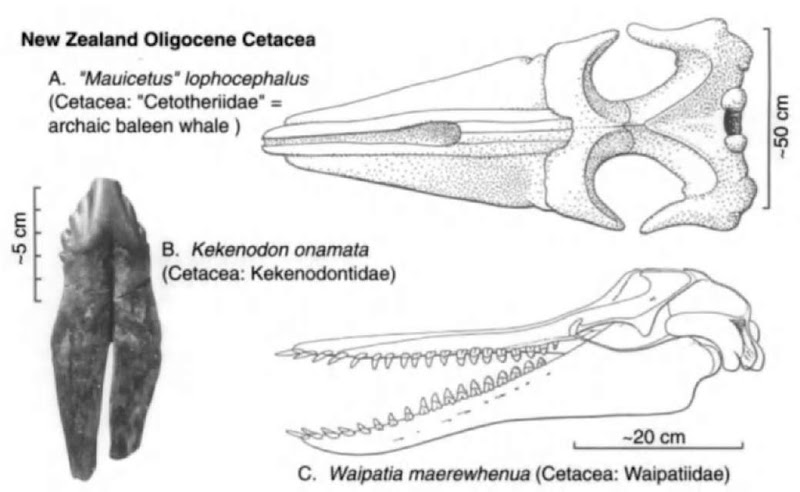 Oligocene Cetacea from New Zealand. (A) Skull of cetacean "Mauicetus" lopho-cephalus, dorsal view, after Marples. (B) Tooth of cetacean Kekenodon onamata; photo by R. E. Fordyce. (C) Skull and mandible of cetacean Waipatia maerewhenua, lateral view, after Fordyce and Barnes (1994).
