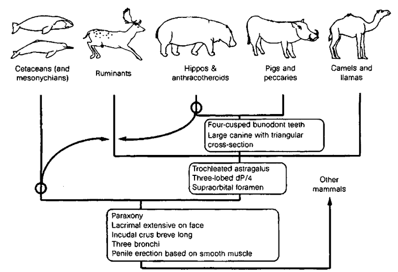 Changes to the traditional artiodactyl phylogeny suggested by the findings of Shimamura et al. (1997). See text for details. 