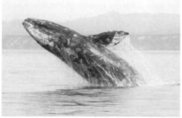 Cray whales breach frequently while migrating and on their winter breeding grounds. One animal was observed to breach 4C consecutive times. 
