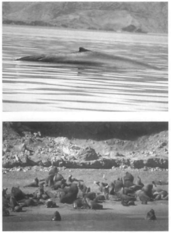  (Top) Blue whales are usually found alone or in small numbers. Photo by B. Tershy. (Bottom) South American sea lions aggregate in large numbers during the breeding season. 