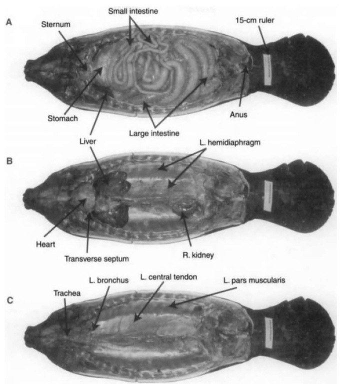 Ventral views of the Florida manatee. Modified after Rommel and Reynolds (2000). The rider is 15 cm long. (A) After removal of the ventral skin, fat, and musculature, the small and large intestines are exposed; the large intestine (with contents) may account for 10% of the total body weight and can measure 20 m long. Portions of the stomach and ventral margins of the liver are visible caudal to the sternum. (B) Removal of the Gl tract reveals the heart, transverse septum, liver, hemidiaphragms, and right kidney (the left kidney was removed to expose that portion of the hemidiaphragm). (C) The two central tendons of the hemidiaphragms attach medially to the ventral aspects of the vertebral column. The diaphragm mtiscles attach laterally to the ribs. The lungs are flattened, elongate structures dorsal to the hemidiaphragms; when fully inflated, the lungs extend almost the entire length of the region dorsal to the hemidiaphragms. Note the junctions of the central tendon and the pars muscularis of each hemidiaphragm; this approximates the lateral margin of each lung. 
