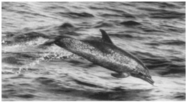 Atlantic spotted dolphin in the Gulf of Mexico. 