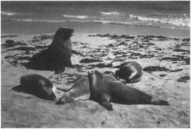 Neophoca cinerea, adult male (note white "cap" on head), three adult females, and juvenile (circa 18 months) resting on center female at Seal Bay, Kangaroo Island, Smith Australia. Photo by John K. Ling. 