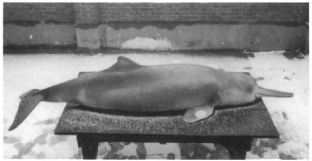 Carcass of a 2.45 m adult female baiji with a notch on dorsal fin; found drifting down river near Jiangyin on January 15, 1996. 