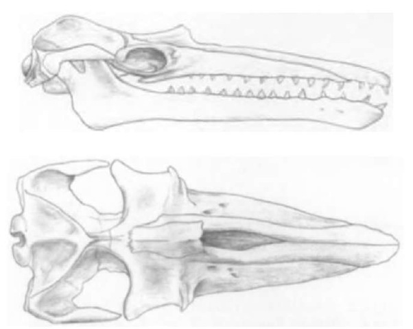 Aetiocetus polydentatus, an aetiocetid from the late Oligocene Morawan Formation of Japan. Top, skull and mandible, left lateral view. Bottom, skull, dorsal view. Length of skull approximately 55 cm. After Barnes et al. (1994). 